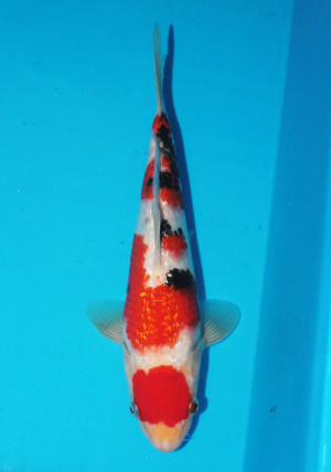 中村左洲 ３匹鯛　尺三 大正三色 - 錦鯉 - 手取フィッシュランド